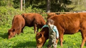 Farm Educatieve boerderij - Guides Bureau - Natuur Ardennen Dieren Koe Dexter, Geit, Schaap, Konijn, Kip