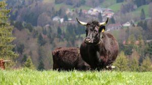 Farm Educatieve boerderij - Guides Bureau - Natuur Ardennen Dieren Koe Dexter, Geit, Schaap, Konijn, Kip