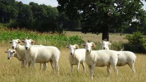 Farm - Guides Bureau - Nature Ardenne Animals Dexter Cow, Goat, Sheep, Rabbit, Chicken