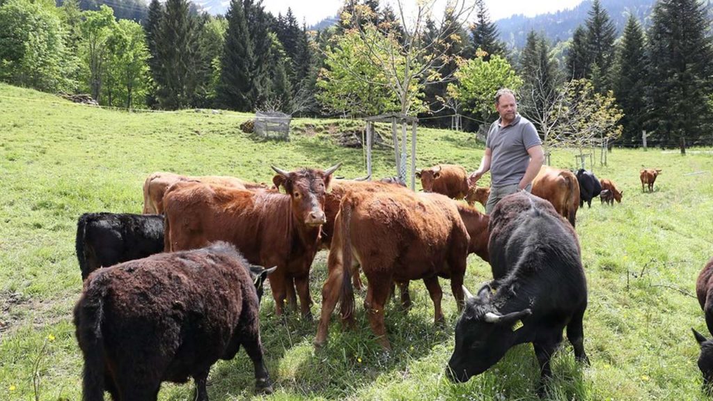 Farm Ferme pédagogique - Guides Bureau - Nature Ardenne Animaux Vache Dexter, Chèvre, Mouton, Lapin, Poule