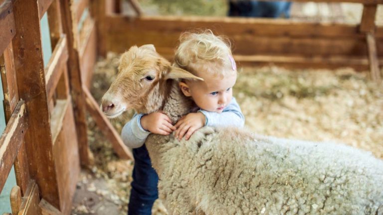 Farm Ferme pédagogique - Guides Bureau - Nature Ardenne Animaux Vache Dexter, Chèvre, Mouton, Lapin, Poule