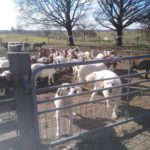 LIVESTOCK GUARDIAN DOGS PILOT PROJECTS IN THE NETHERLANDS